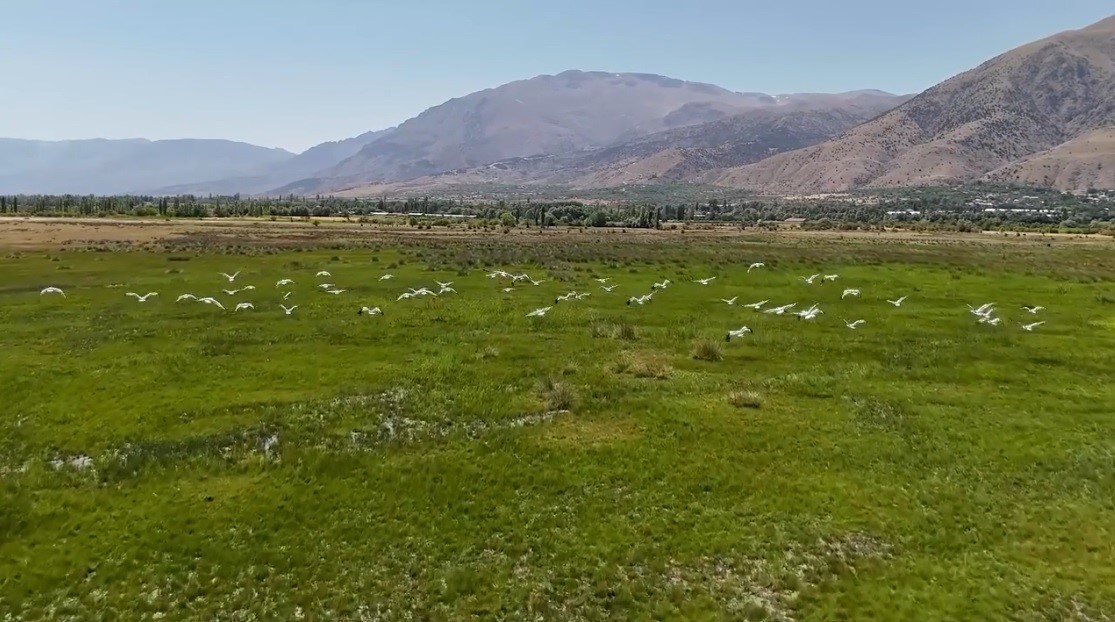 Erzincan'da Leyleklerin Göç Mola Verdiği Anlar Havadan Görüntülendi