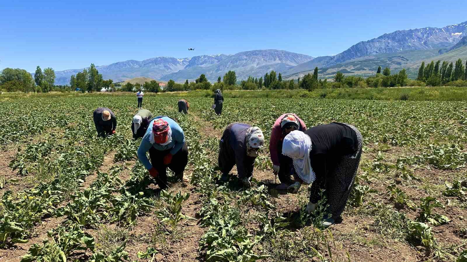 Pancar Tarlalarında Kadınların Azmi: Sıcak Havada Çalışmaya Devam Ediyorlar