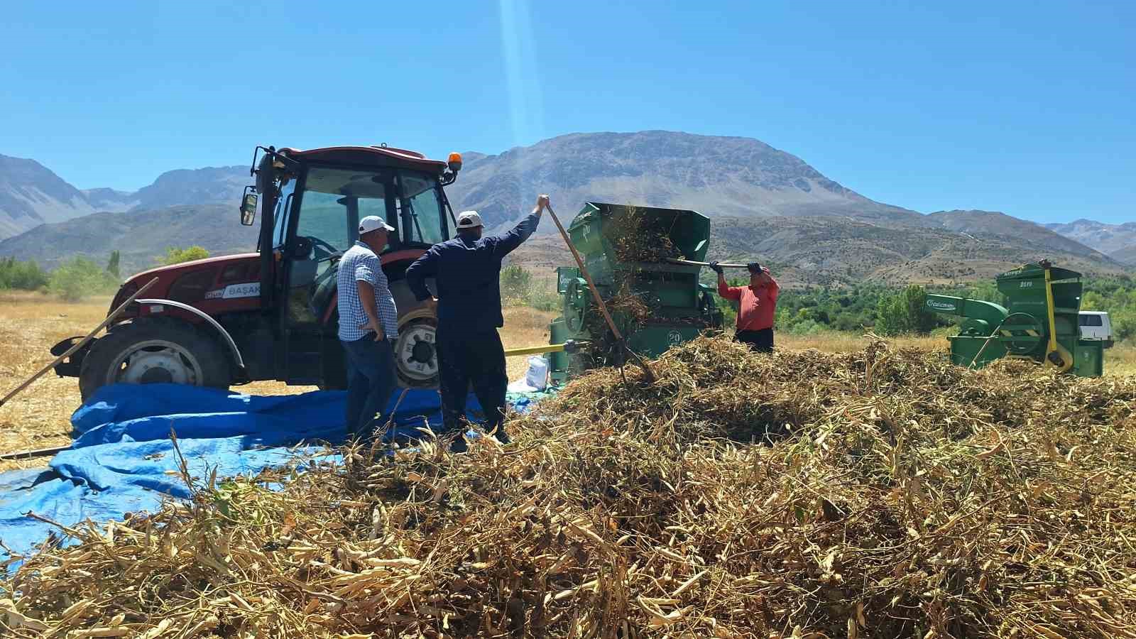 Erzincan'da Fasulye Hasadı Başladı, Üretici Zor Günler Geçiriyor