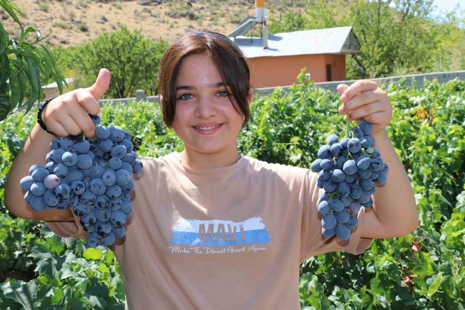 Cimin Üzümü Hasadı Tüm Hızıyla Başladı