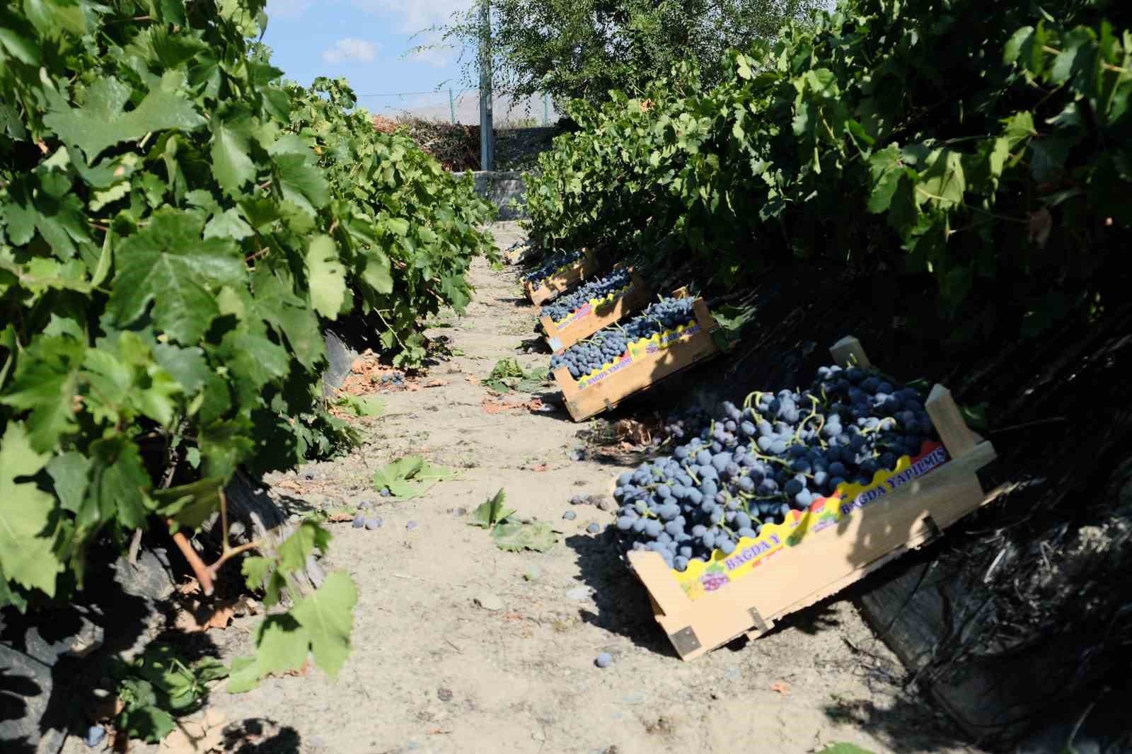 Cimin Üzümünde Dolu Alarmı: Hasat Sevinci Yerini Korkuya Bıraktı