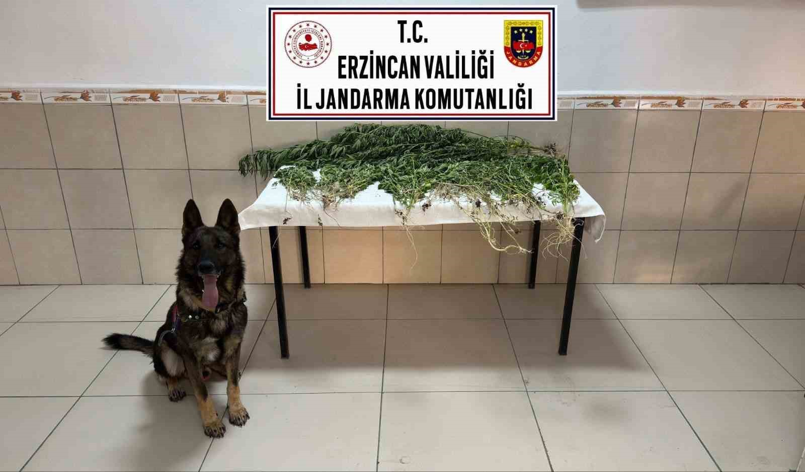 İzmir'de Uyuşturucu Operasyonu: 227 Kök Kenevir Ele Geçirildi