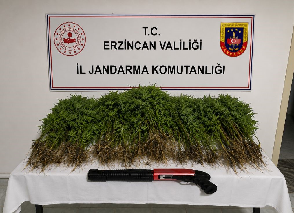 Tercan'da Uyuşturucu Operasyonu: 174 Kök Kenevir ve Ruhsatsız Tüfek Ele Geçirildi