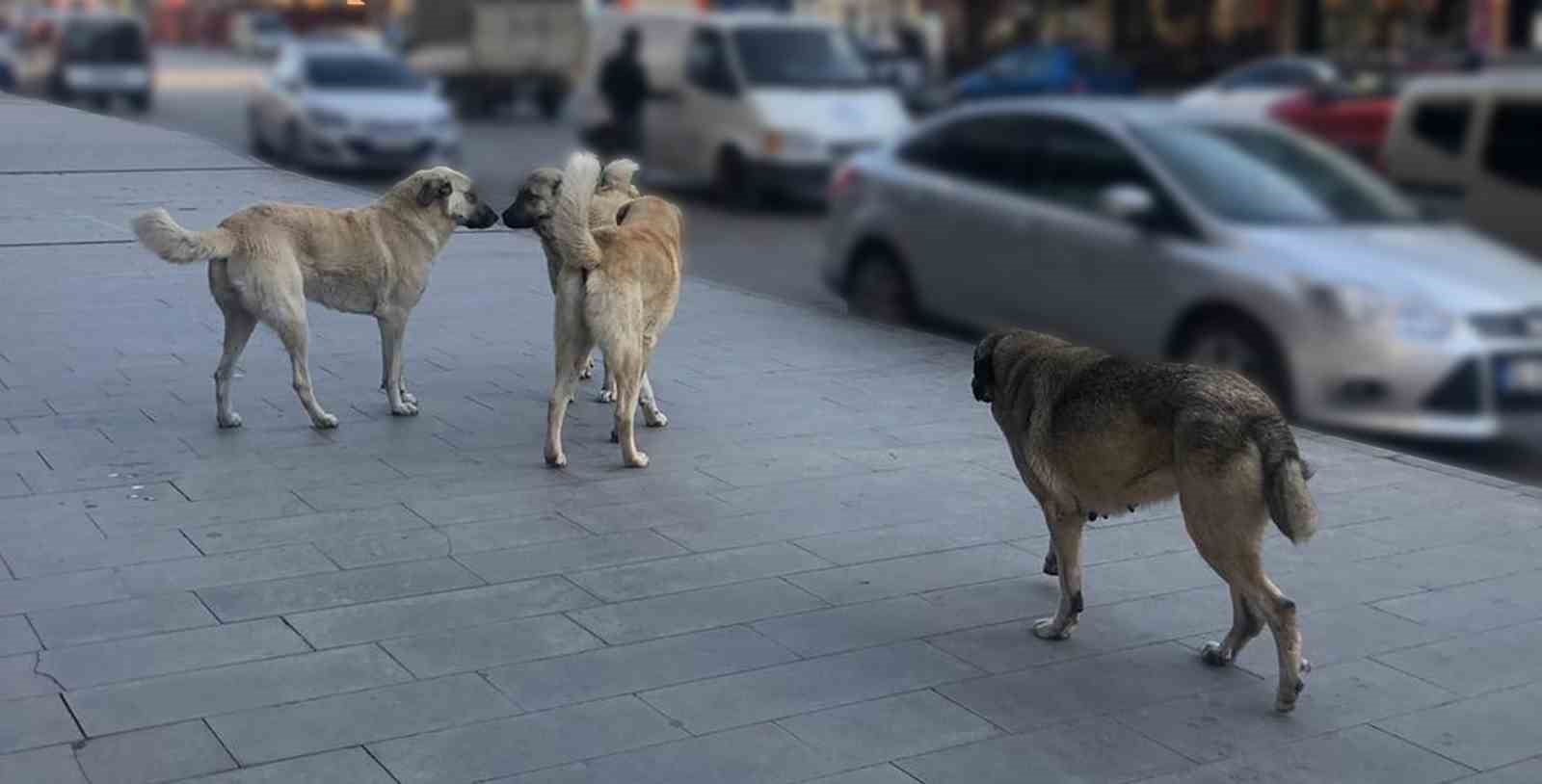 Sahipsiz Hayvanlar İçin İzmir'de Denetim Süreci Başlıyor