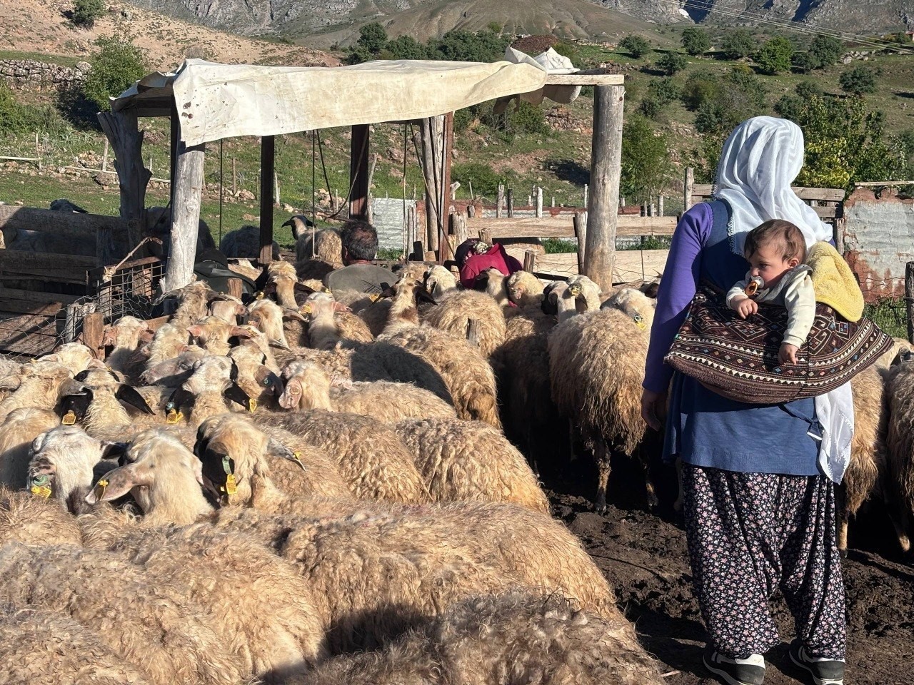 Yaylalarda Geçen Bir Ömür: Konargöçer Ailelerin Hayat Mücadelesi