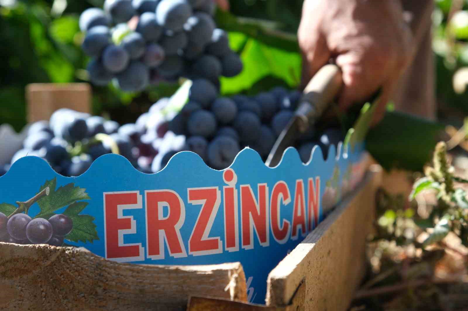 Erzincan'ın Cimin Üzümünde Hasat Dönemi Başladı