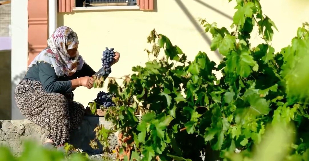 Cimin Üzümünün Hasadında 75 Yılın Hikayesi: Güldursun Teyze