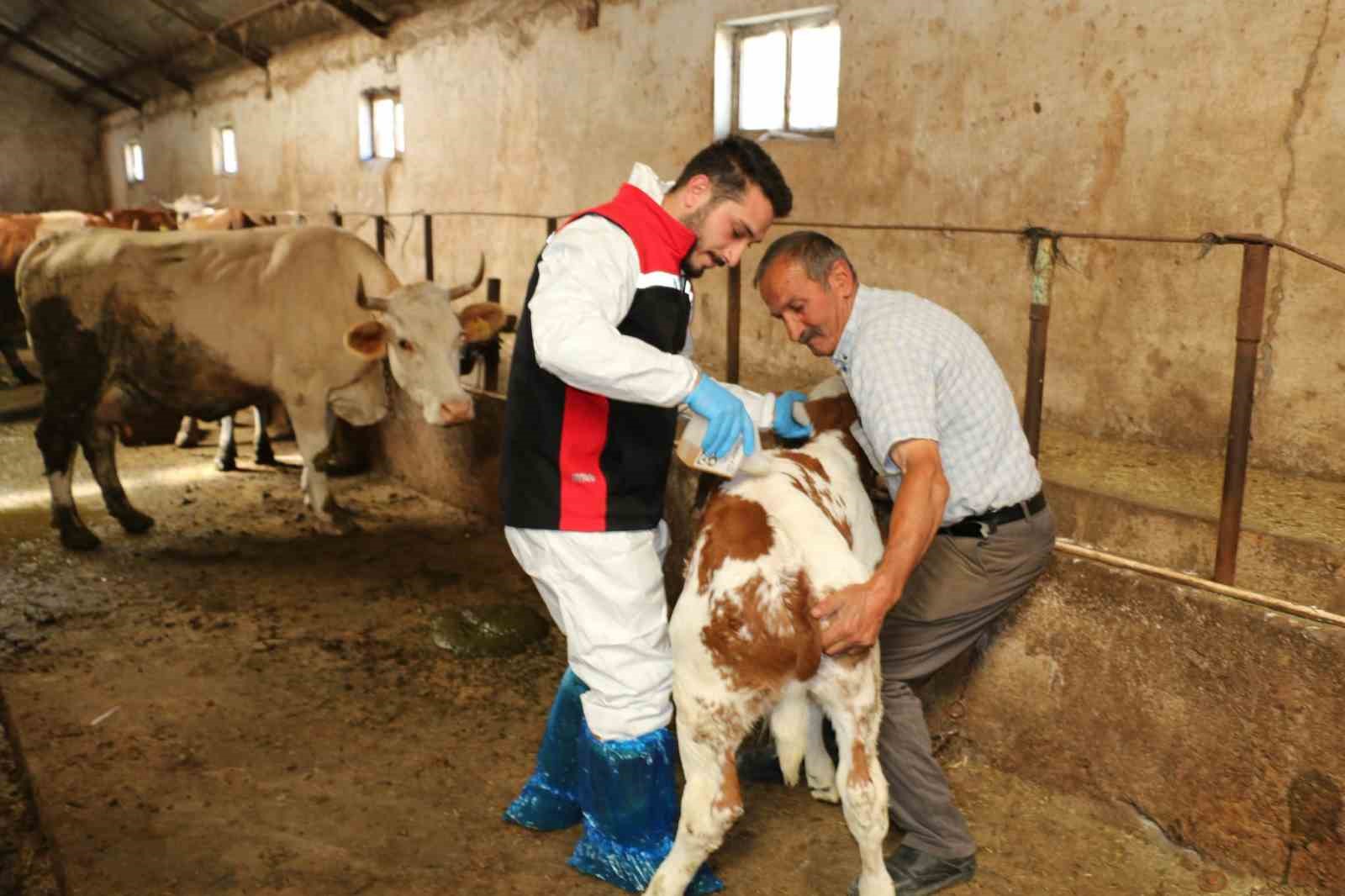 Erzincan'da Kenelere Karşı Hayvanlar İçin İlaçlama Seferberliği Başladı