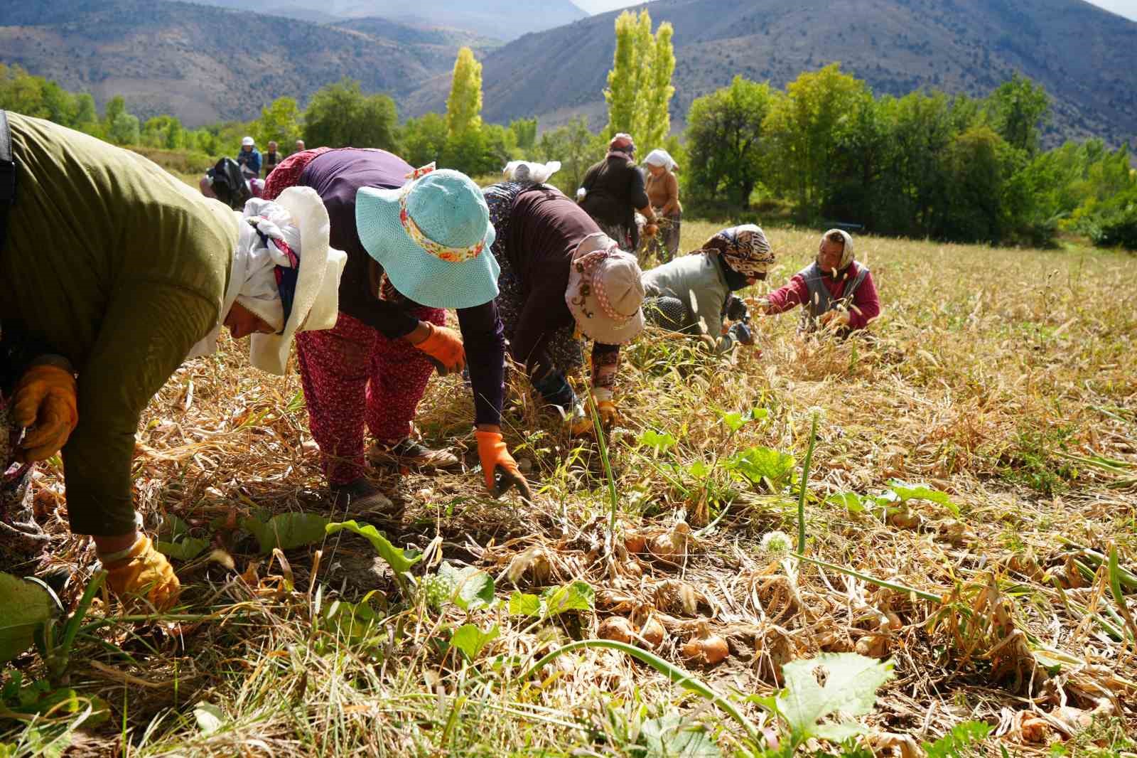 Erzincan'a 169,6 Milyon Lira Tarımsal Hibe Desteği Müjdesi