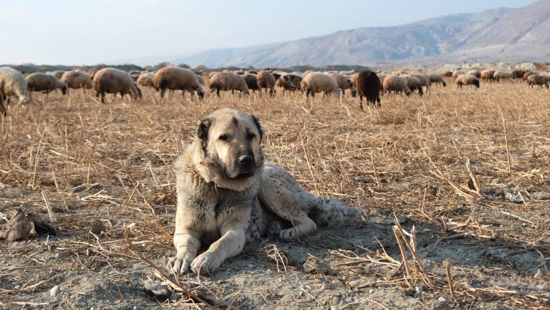 Kurtlarla Mücadelede Çoban Köpeklerinin Hayati Rolü