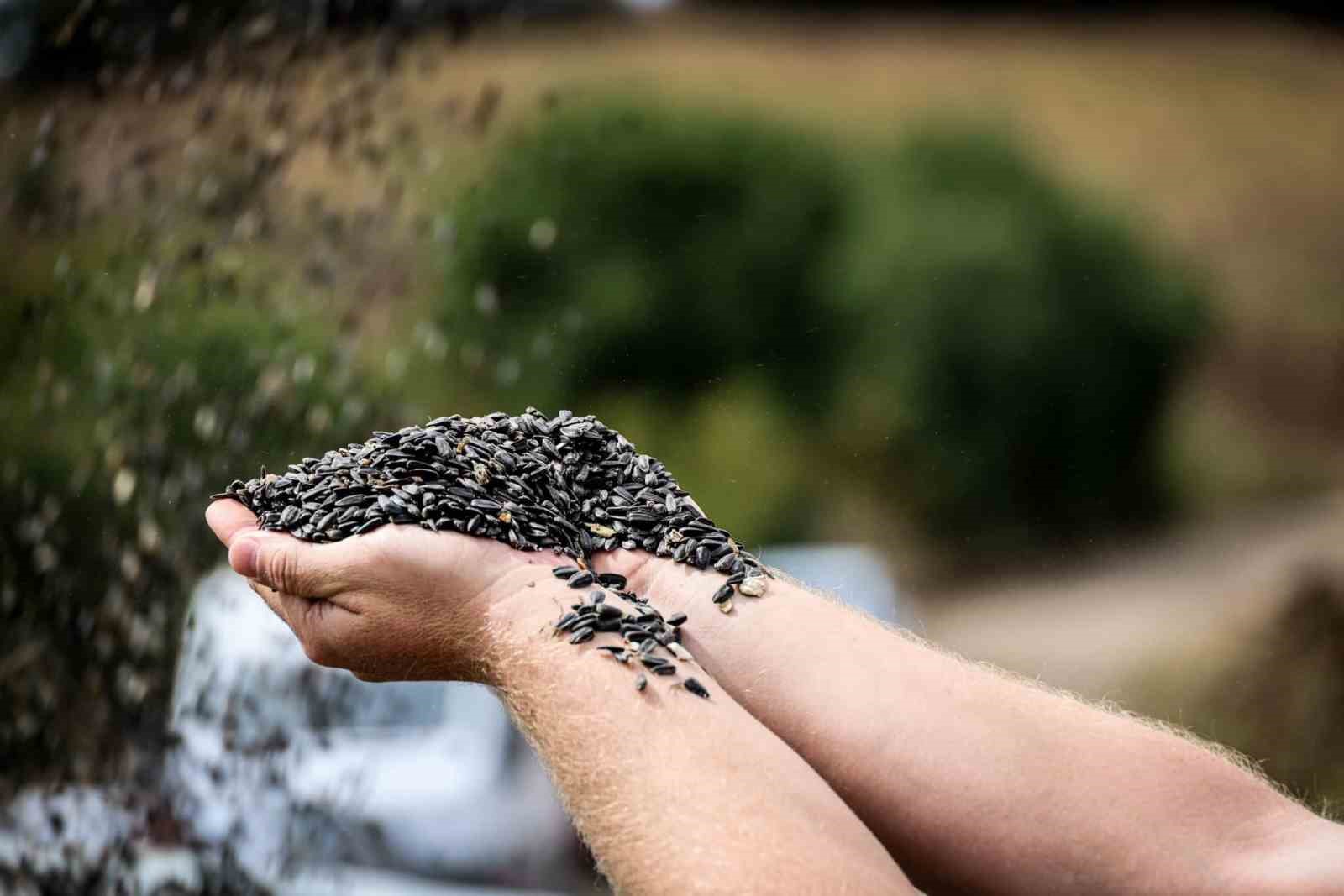 Çayırlı’da Ayçiçeği Hasadı Başladı: Doğanın Sarı Gelini Tarlalarda