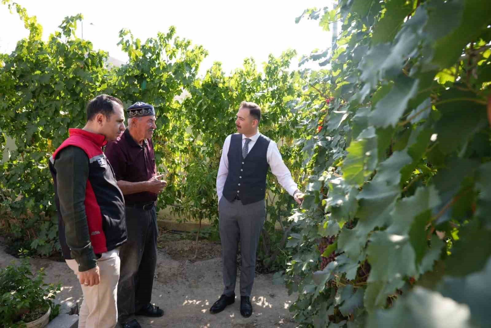 Kaymakam Hökelekli, Üzümlü'de Tarımsal Faaliyetleri İnceledi