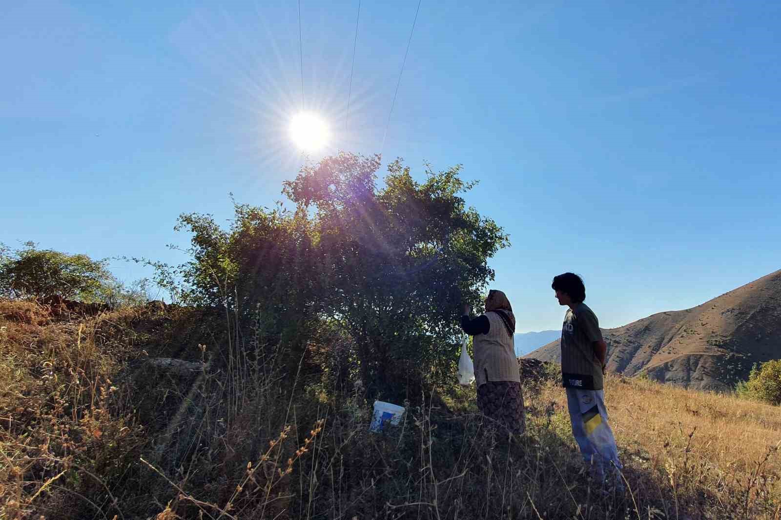 Erzincan'da Doğanın C Vitamini: Kuşburnu Hasadı Başladı
