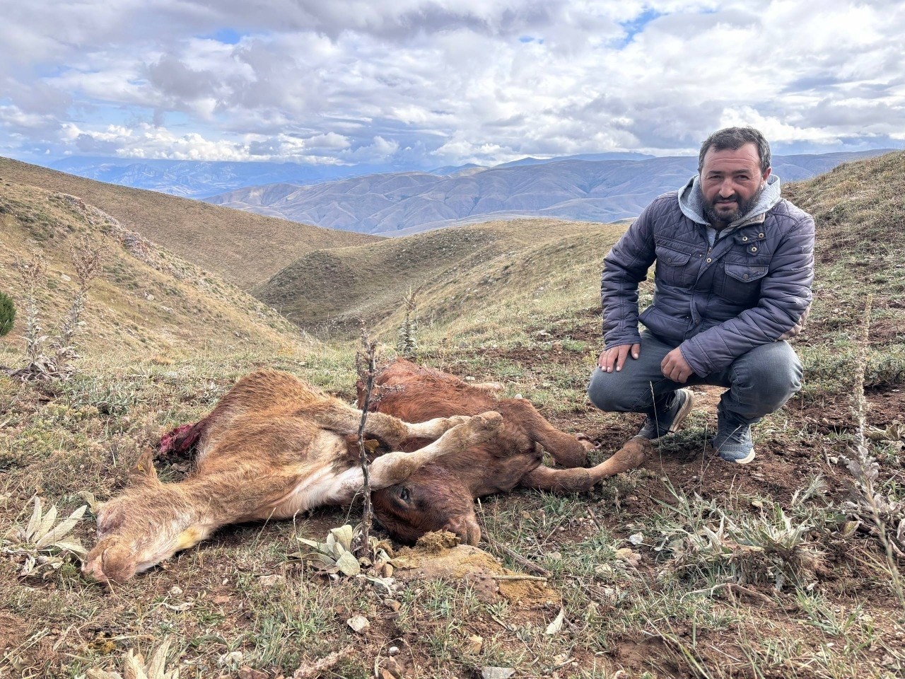 Erzincan'da Ayı Saldırısı: İki Buzağı Hayatını Kaybetti