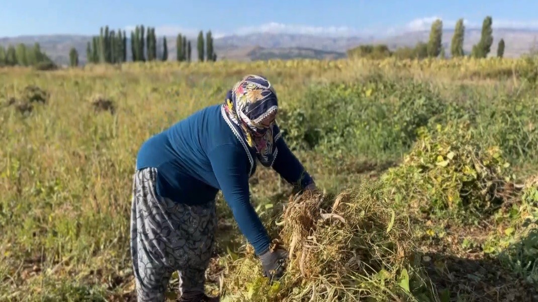 Erzincan'da Kuru Fasulye Hasadı Başladı