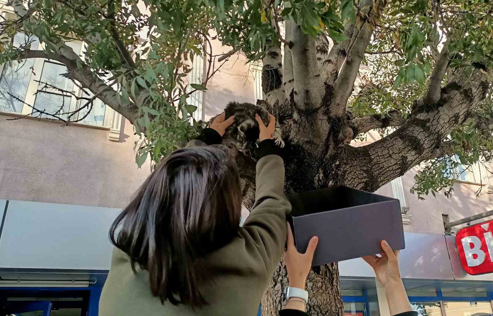 Ağaçta mahsur kalan yavru kedi, yaş mama ile kurtarıldı