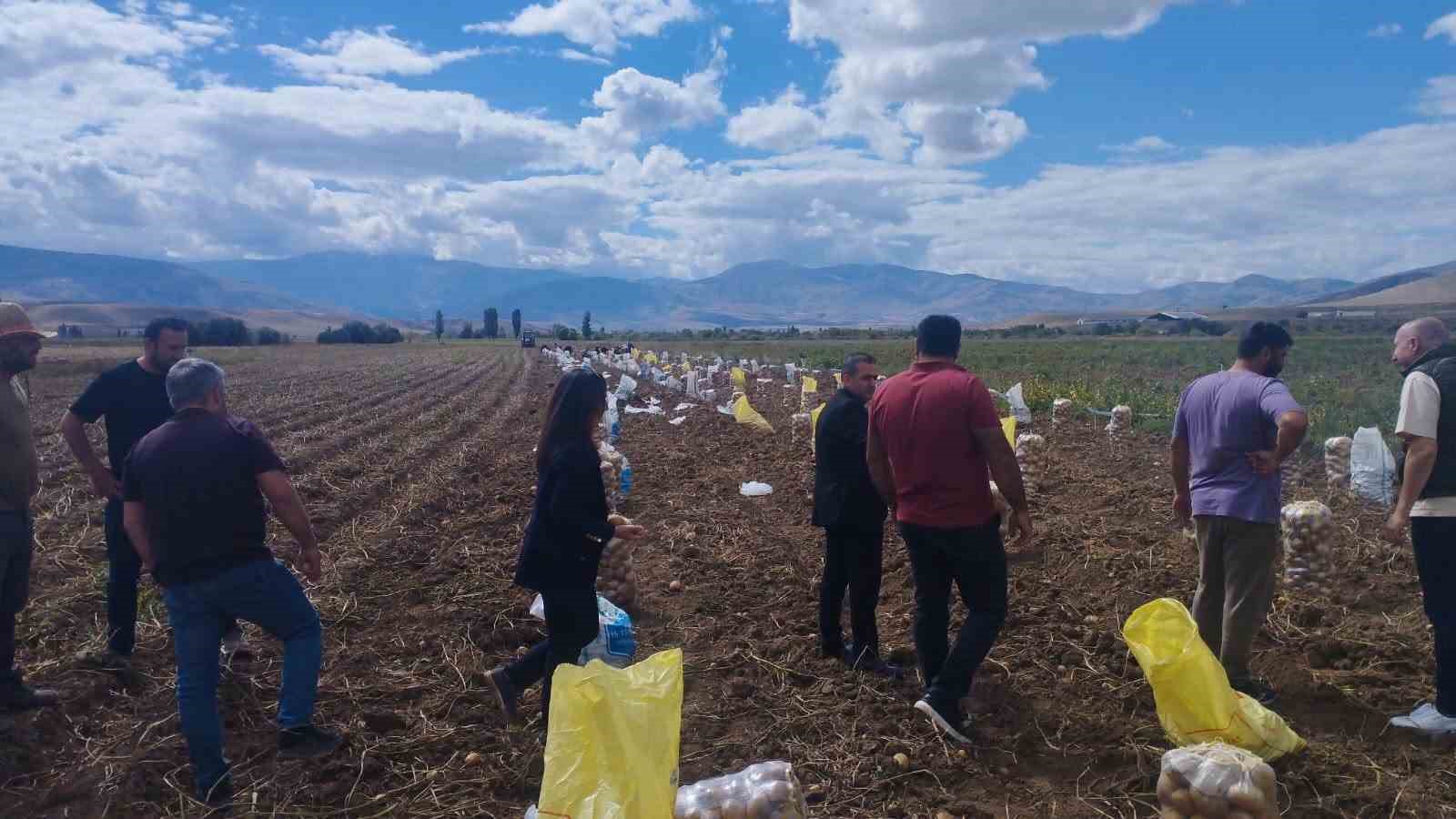 Tercan'da Patates Hasadı Coşkusu Başladı