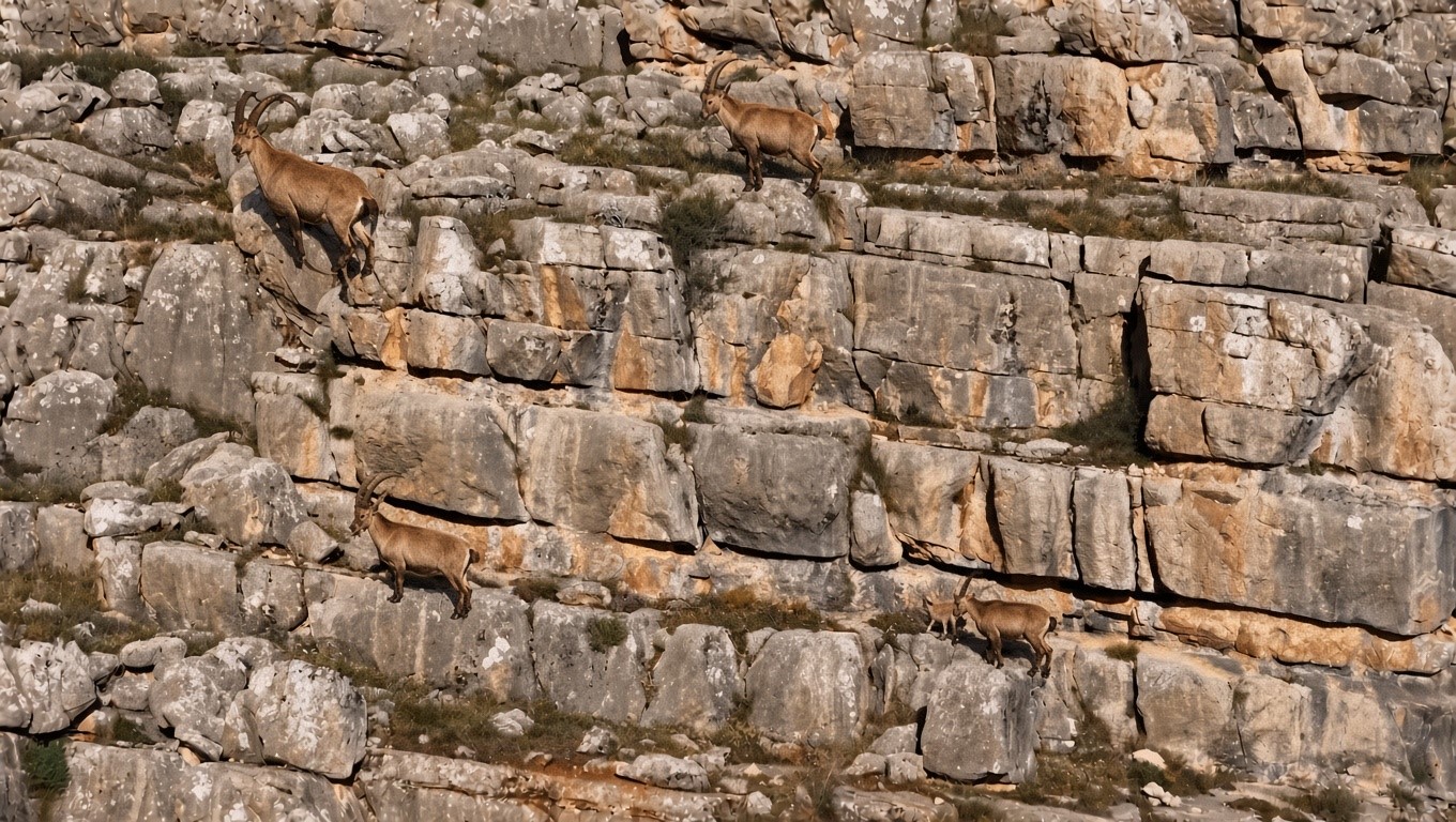 Munzur Dağları'nda Yaban Keçileri Havadan Görüntülendi