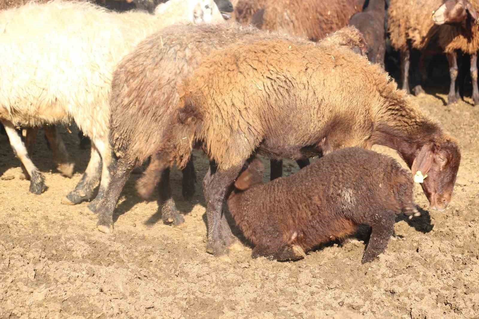 Koyun Yetiştiricilerine Mavi Dil Hastalığı Uyarısı