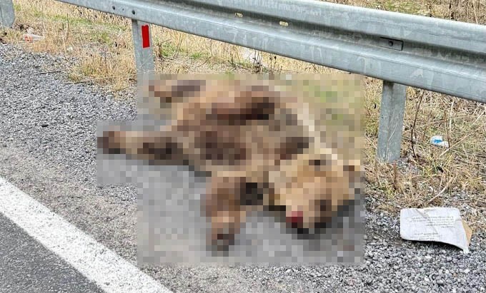 Refahiye'de Yolcu Otobüsü Ayıya Çarptı