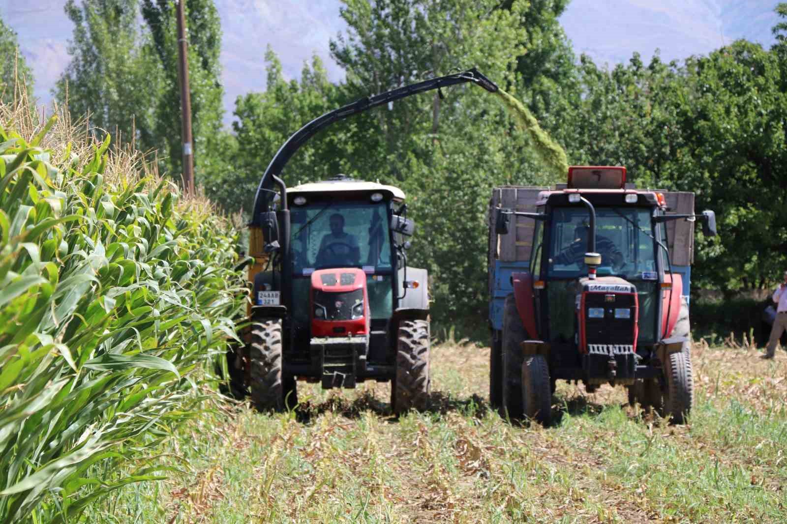 Erzincan Ovası’nda Mısır Hasadı Hız Kesmeden Devam Ediyor
