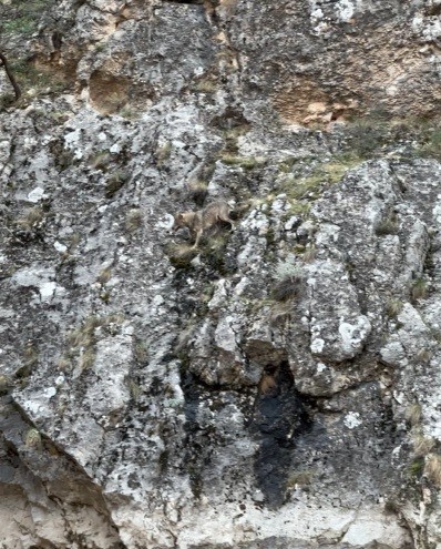 Kurtlar ve Yaban Keçileri: Doğanın Sert Mücadelesi Kameralara Yansıdı