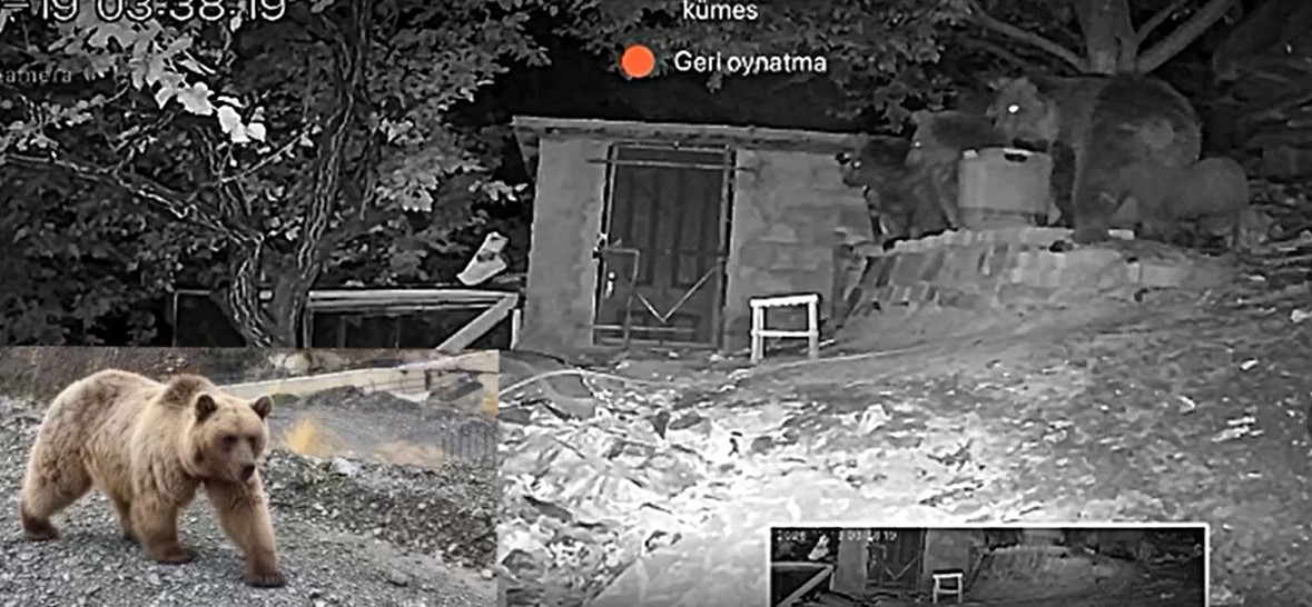 Üzümlü'deki Bağ Evine Gelen 3 Ayı Güvenlik Kamerasında