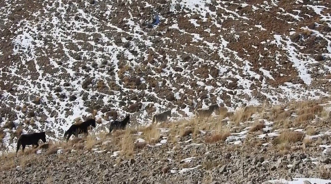 Munzur Dağları'nda Özgürlük Sembolü: Yılkı Atları