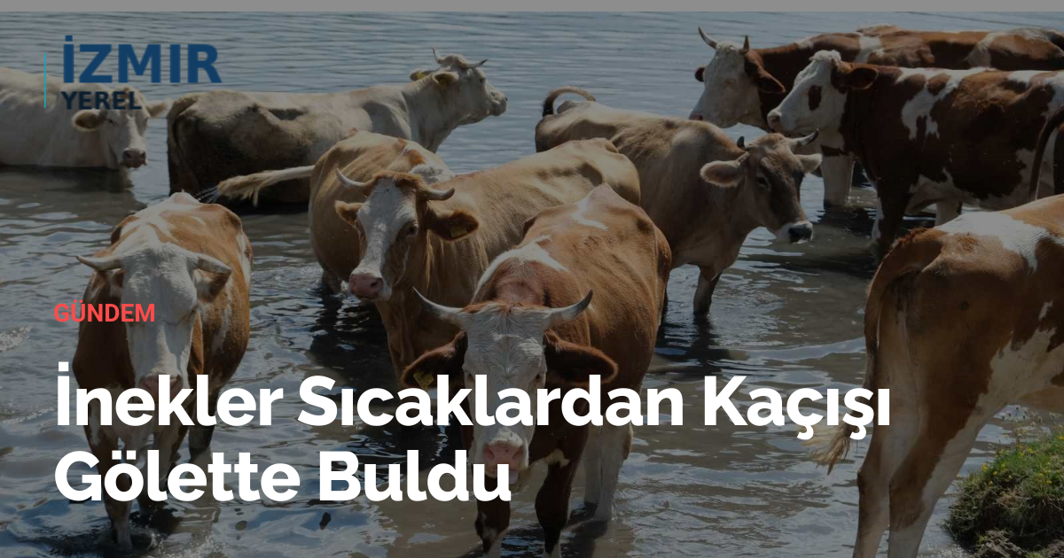 İnekler Sıcaklardan Kaçışı Gölette Buldu