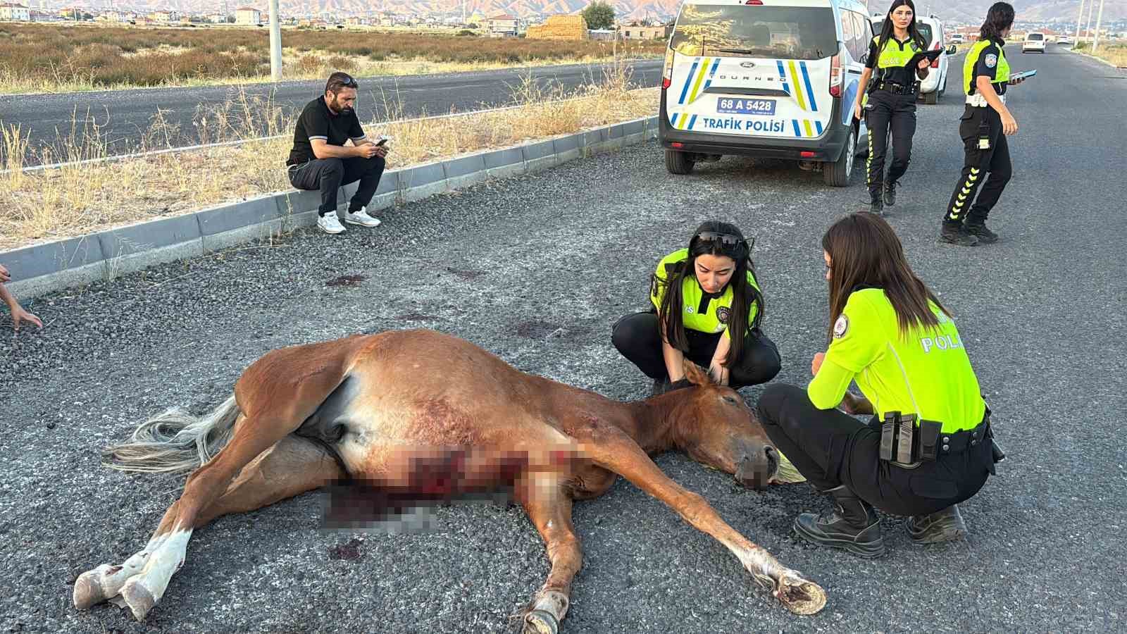 Yaralı atın kurtarılması için 4 saat süren mücadele